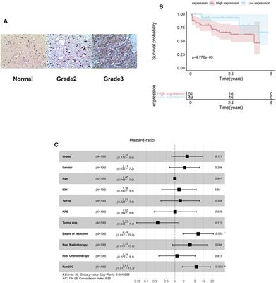 Fam20C Overexpression Predicts Poor Outcomes and is a Diagnostic Biomarker in Lower-Grade Glioma